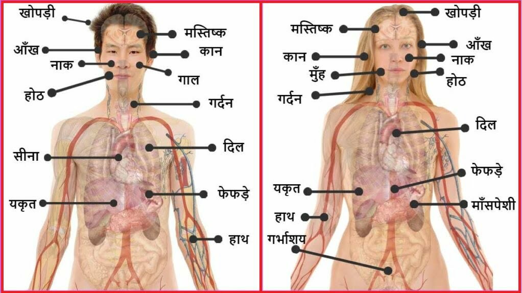 human body parts name Hindi with Image