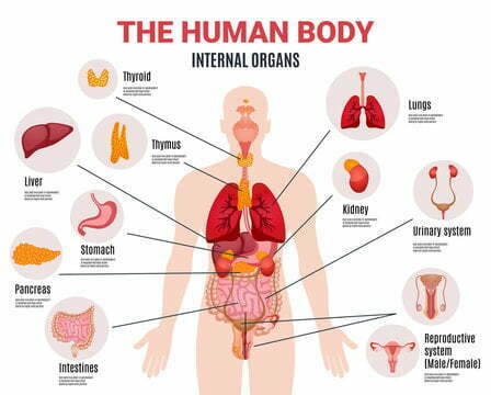 शरीर के अंगों के नाम और उनके कार्य (human body parts name Hindi with Image)